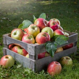 Obstkistenprojekt am GGS